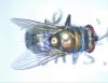 Lucilia sericata